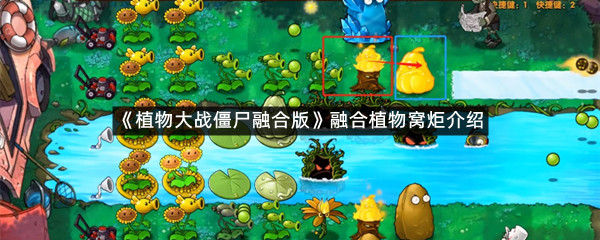 《植物大战僵尸融合版》融合植物窝炬介绍